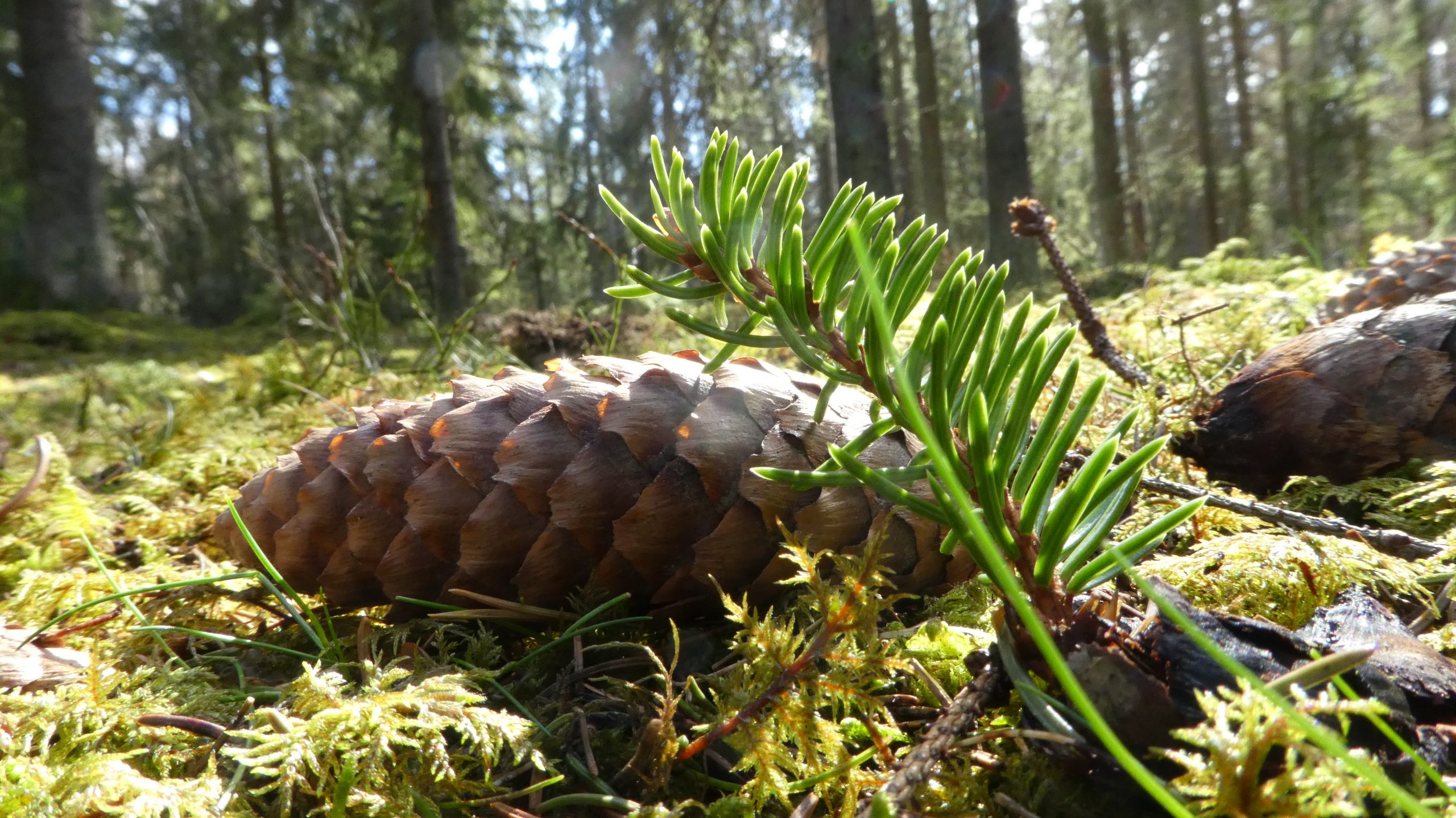 Om NaturStark Narbild Pa Kotten Och Barren I Mossan Scaled